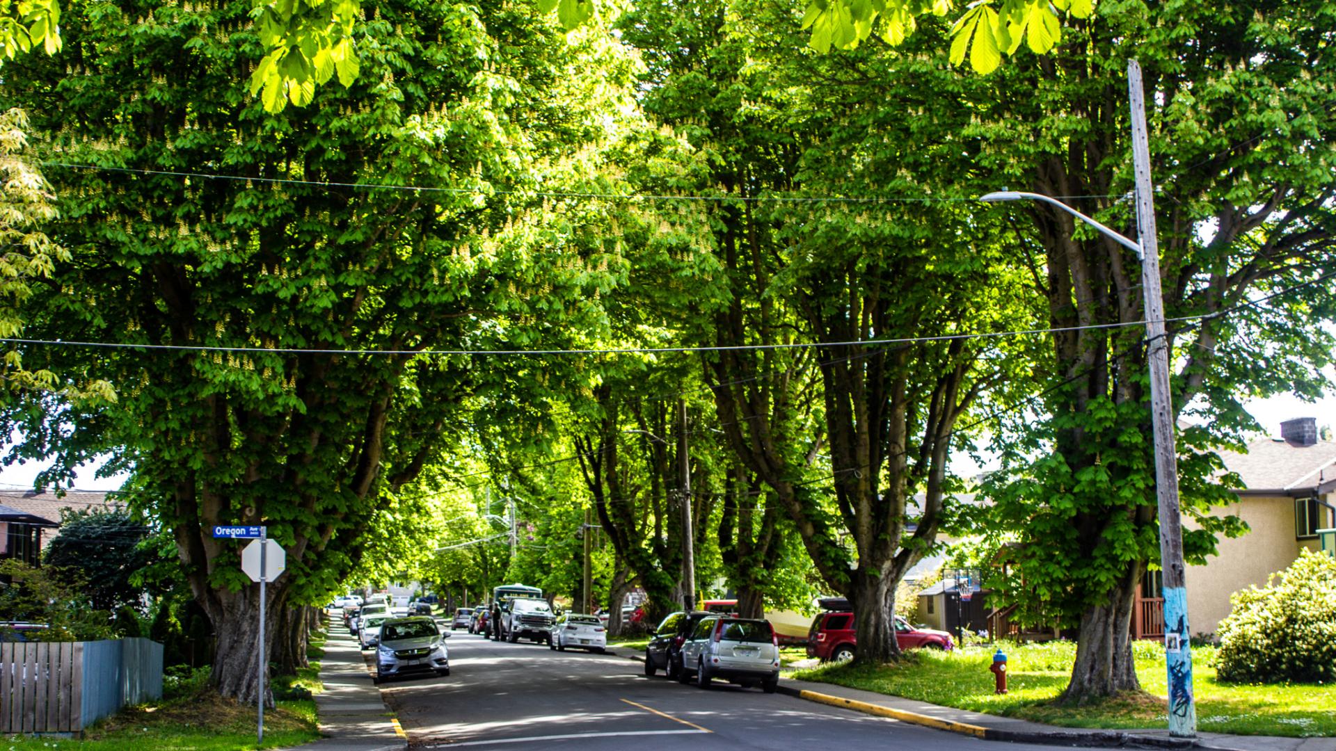 Tree canopy on residential street
