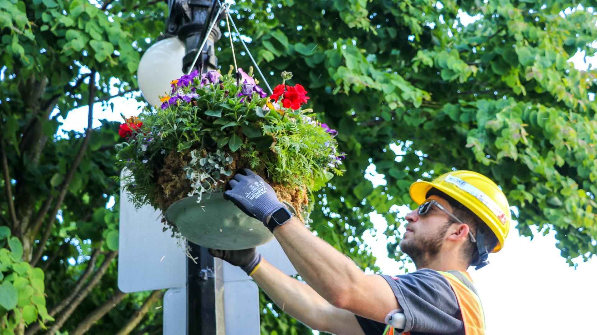 City worker installing a summer hanging basket on a downtown lamppost.