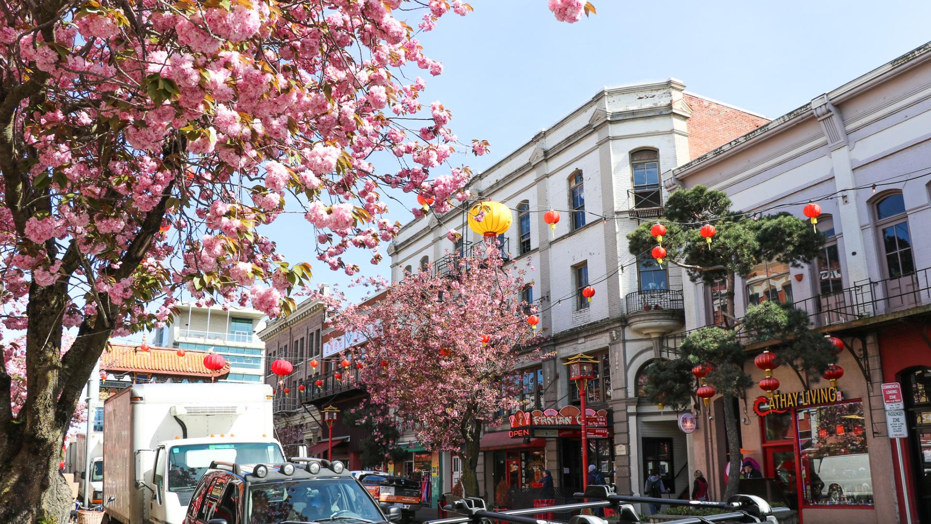cherry blossoms