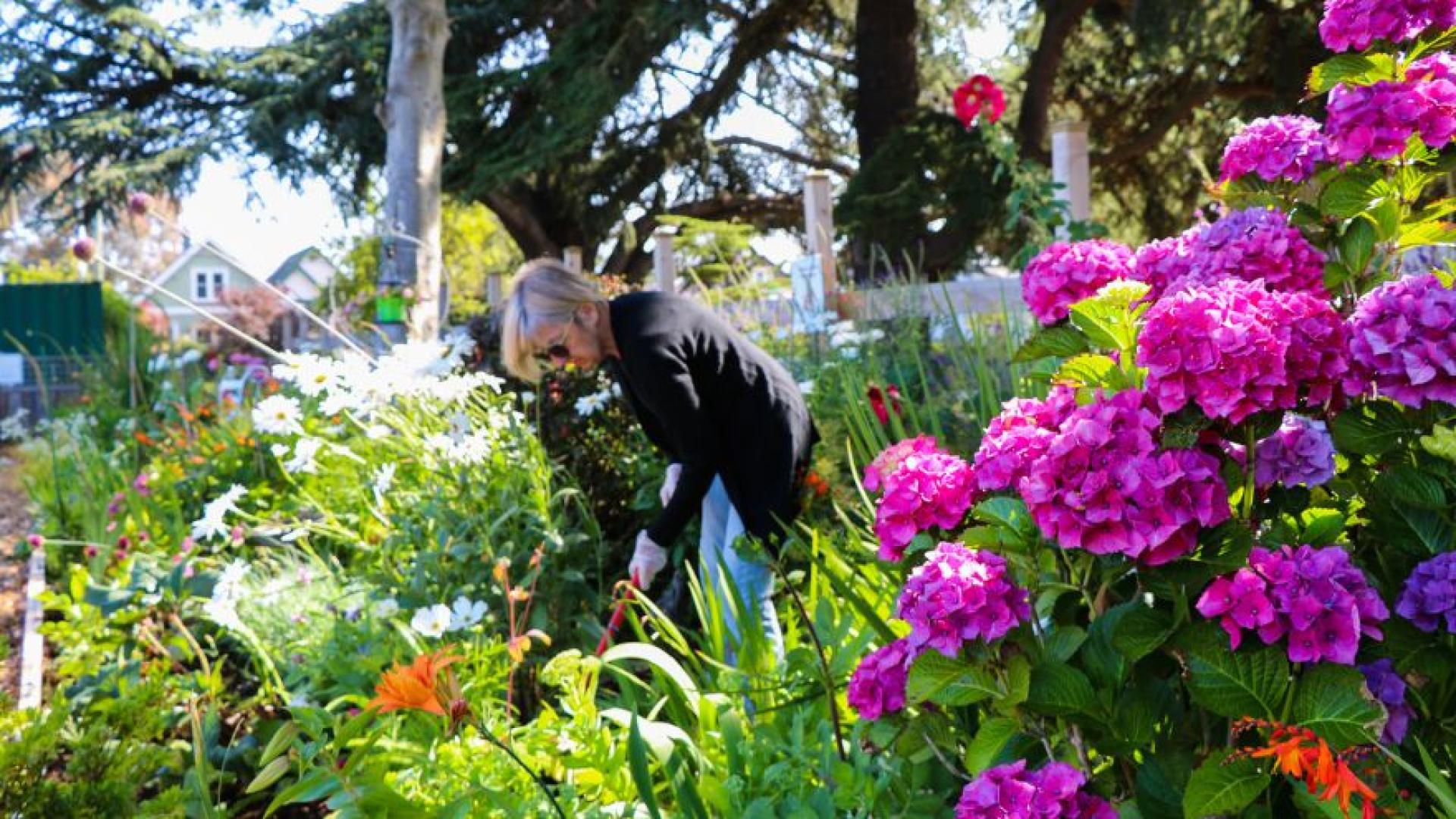 A volunteer digs in a community garden that's in full bloom