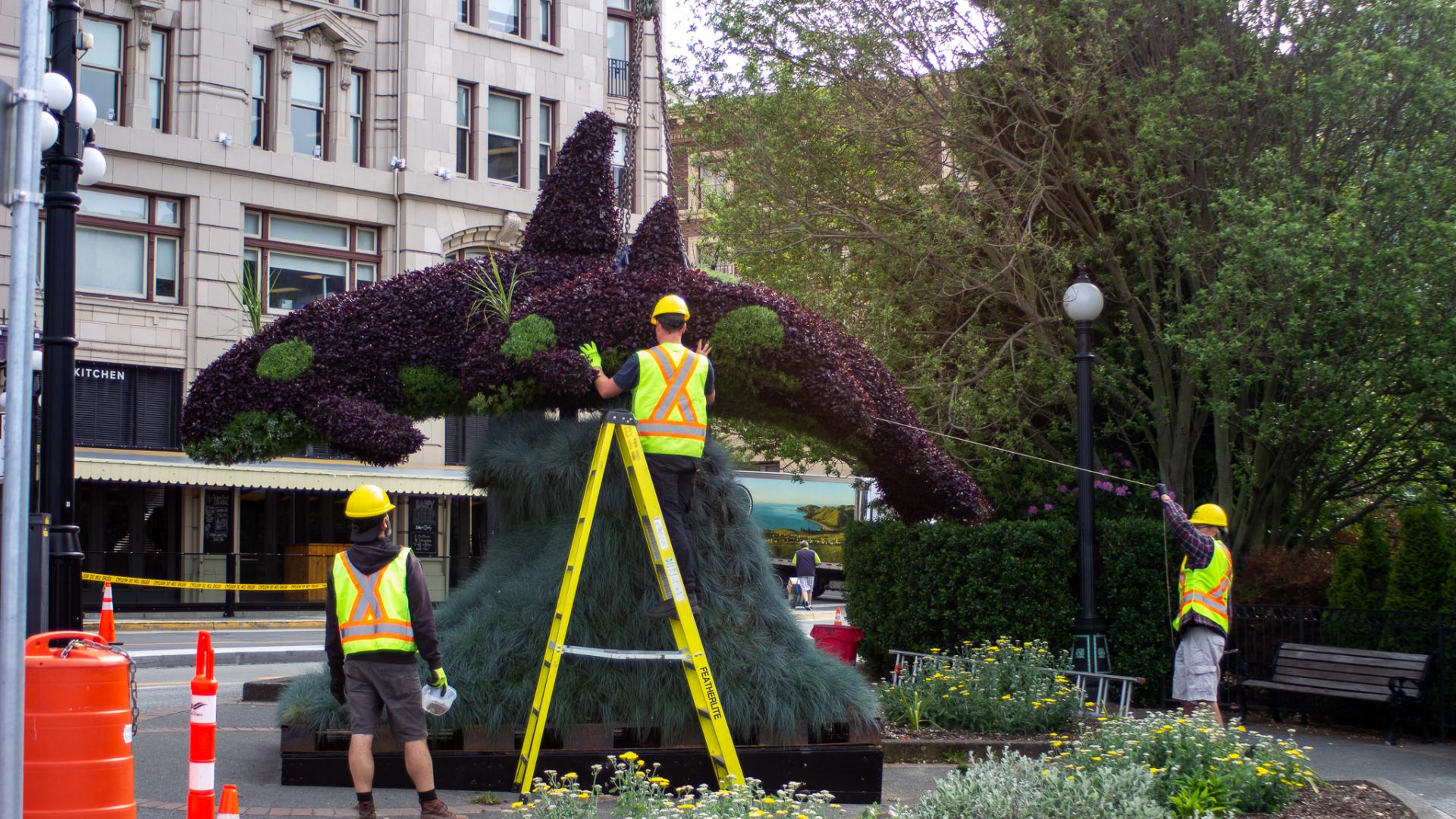 Orcas horticultural display being installed by City crews