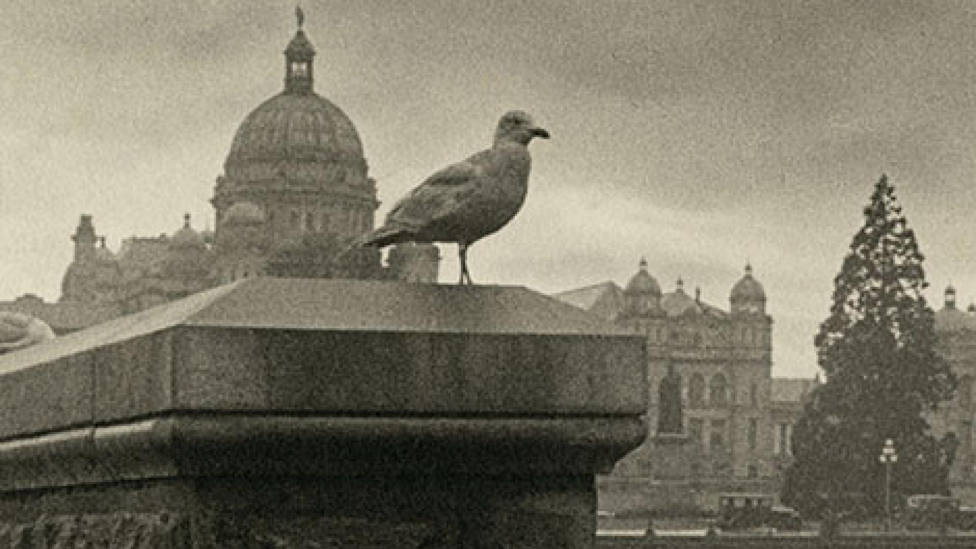 An archival image in black and white of a seagull in the foreground the Legislative Buildings in the background