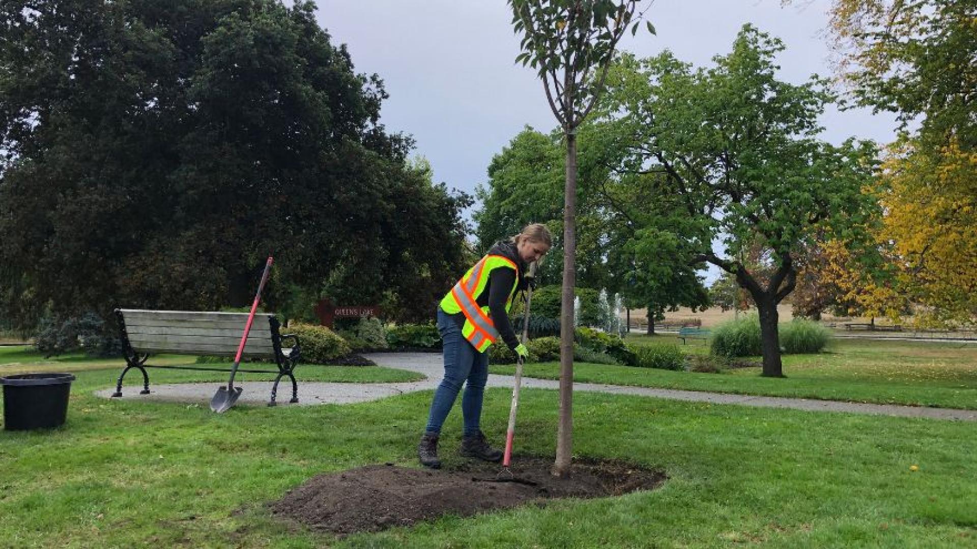 Parks staff person is filling in a hole with a newly planted tree