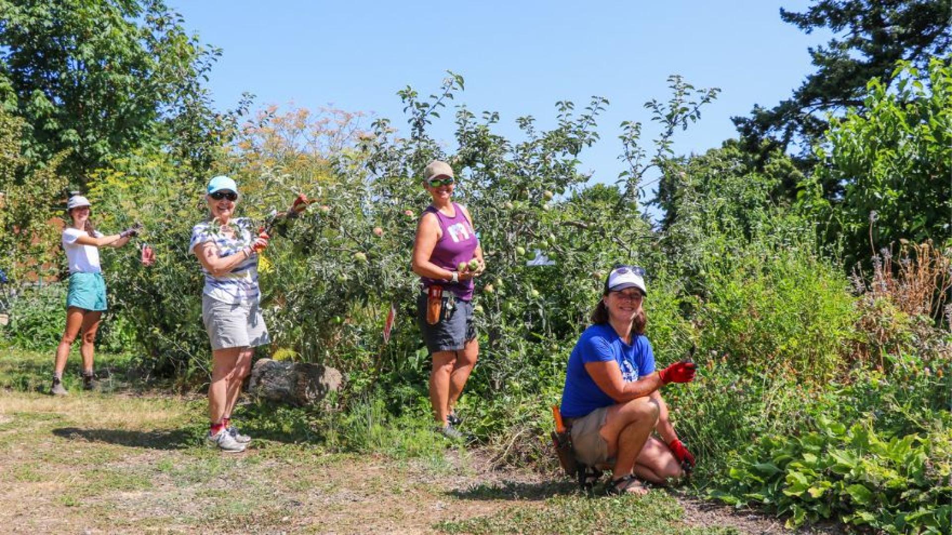 Four volunteers at a community orchard smiling during a work party