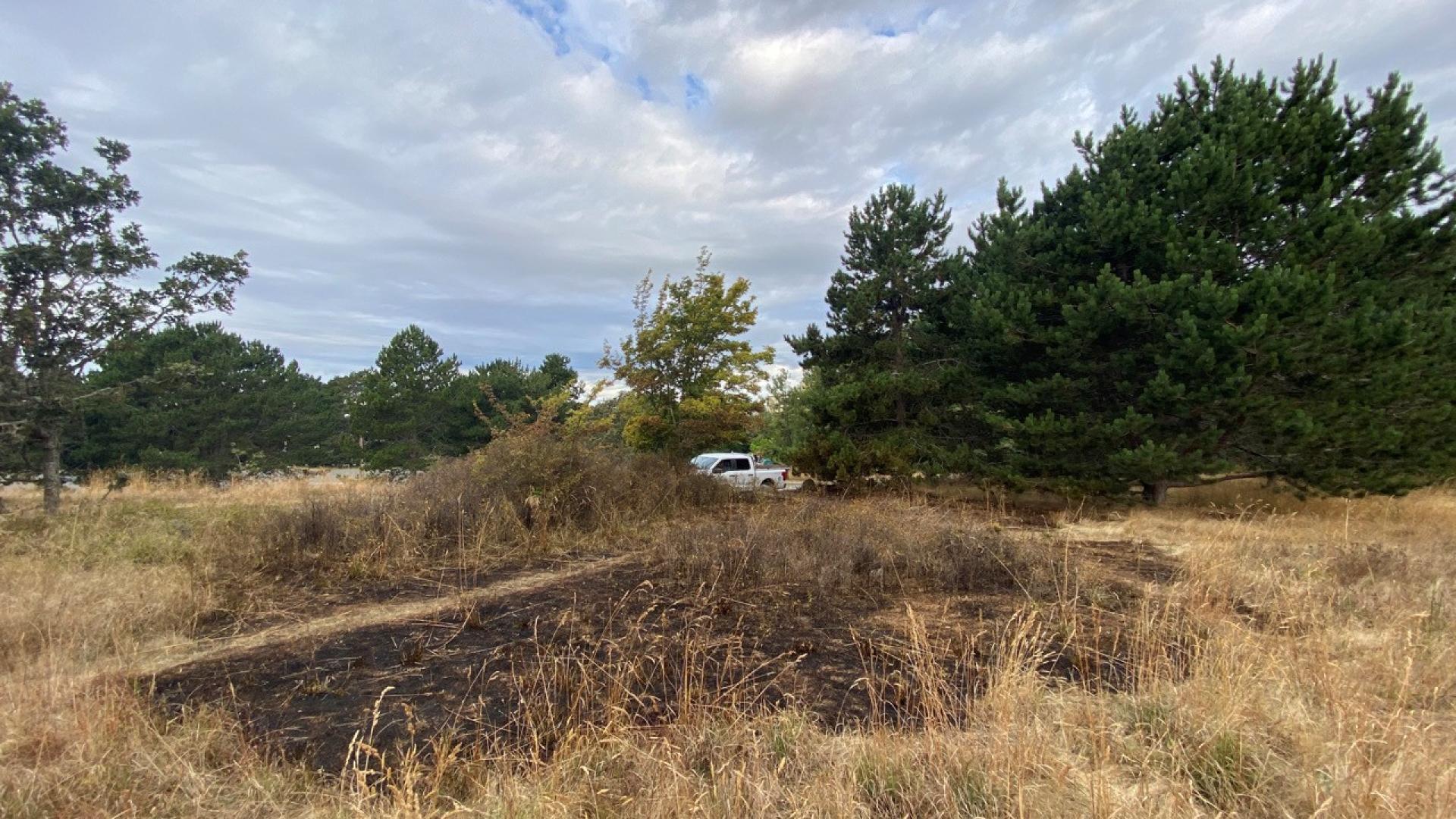 Scorched grass in Beacon Hill Park with trees in the background.