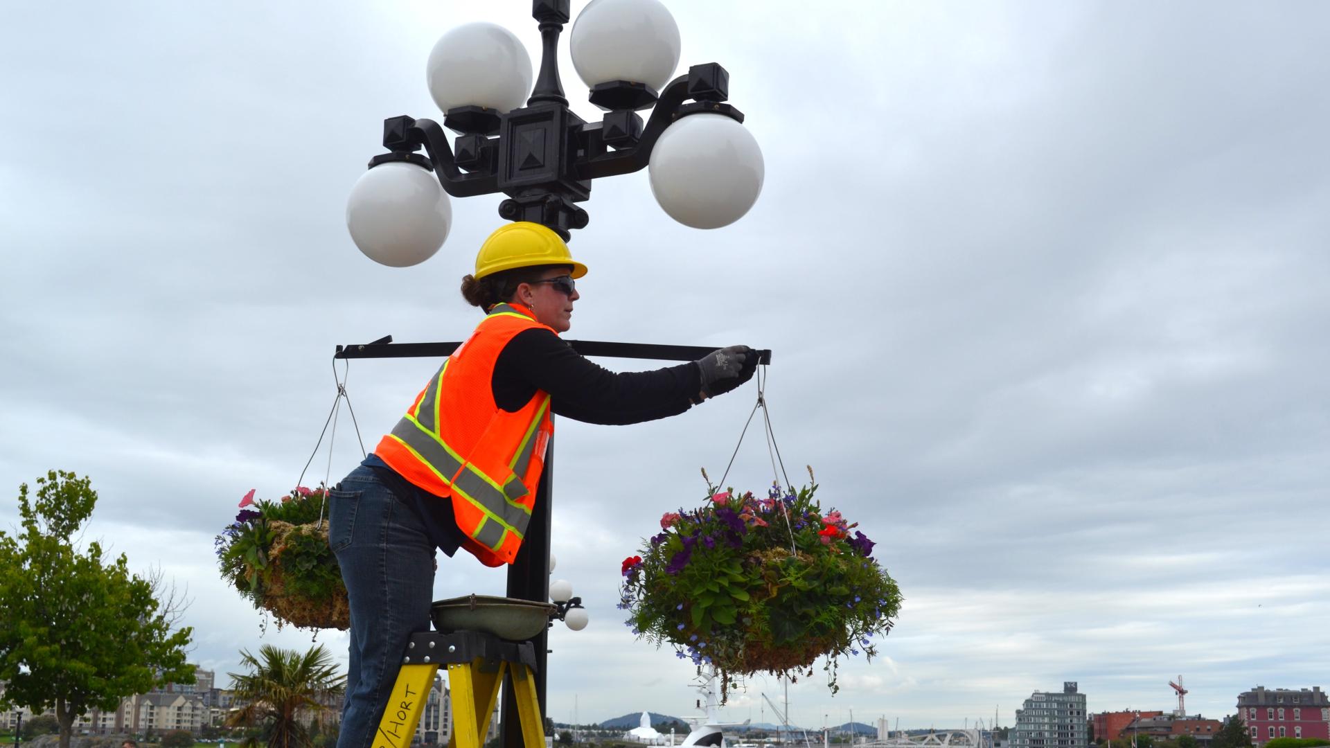 A City of Victoria worker in a florescent orange vest hangs a floral basket on a lamppost near the Inner Harbour. 