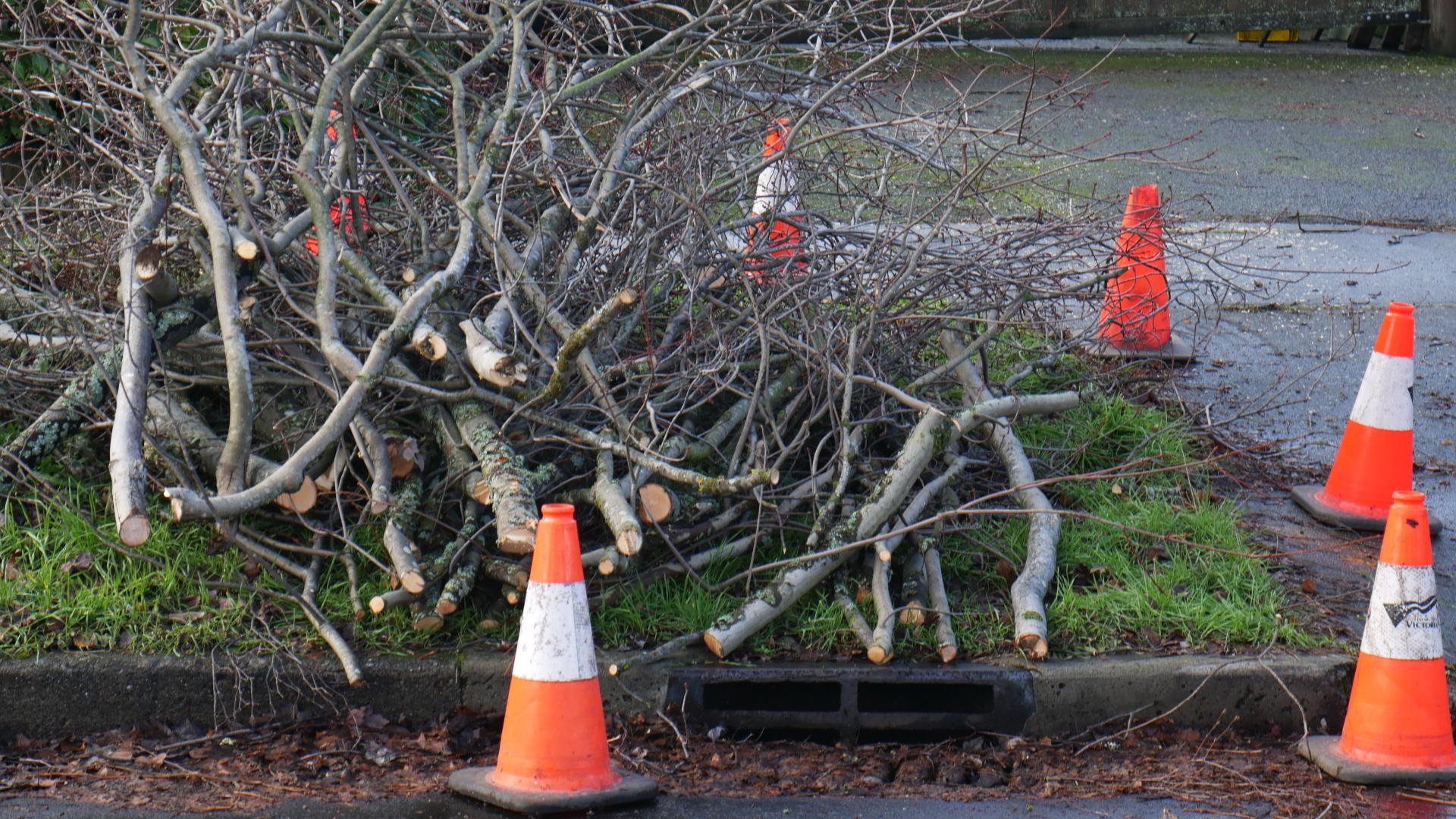 Branches are piled on a grassy boulevard, surrounded by orange pylons and ready for pick-up.