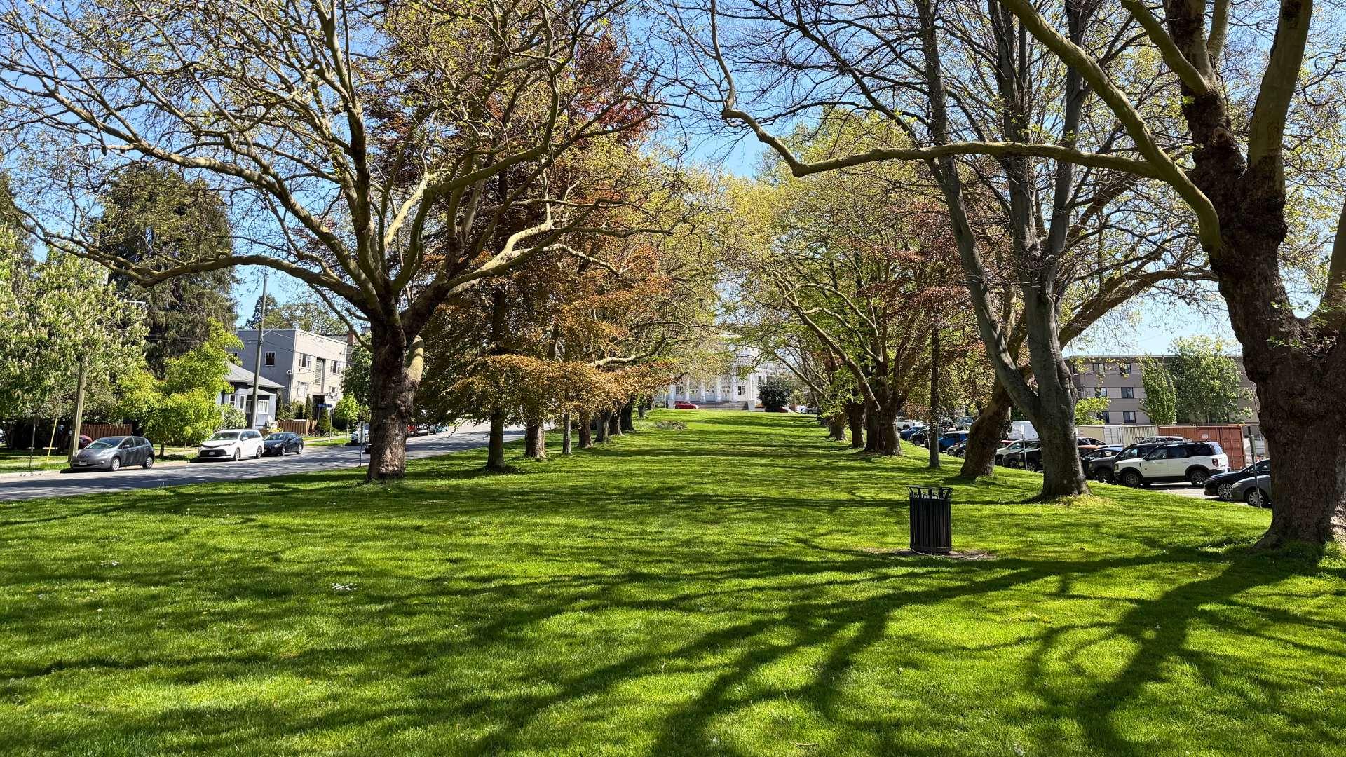 Tree-lined grassy park with a wide lawn, branches casting long shadows, and residential buildings on either side under a blue sky.