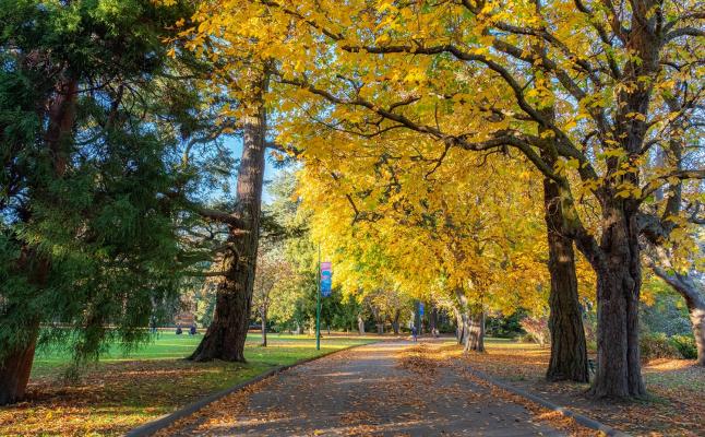 Chestnut Row in Beacon Hill Park in the fall with colourful foliage