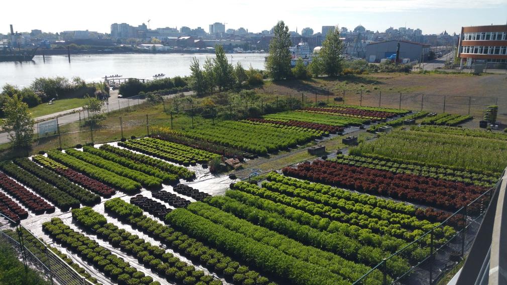 Rows of urban farming crops with a background of the upper harbour