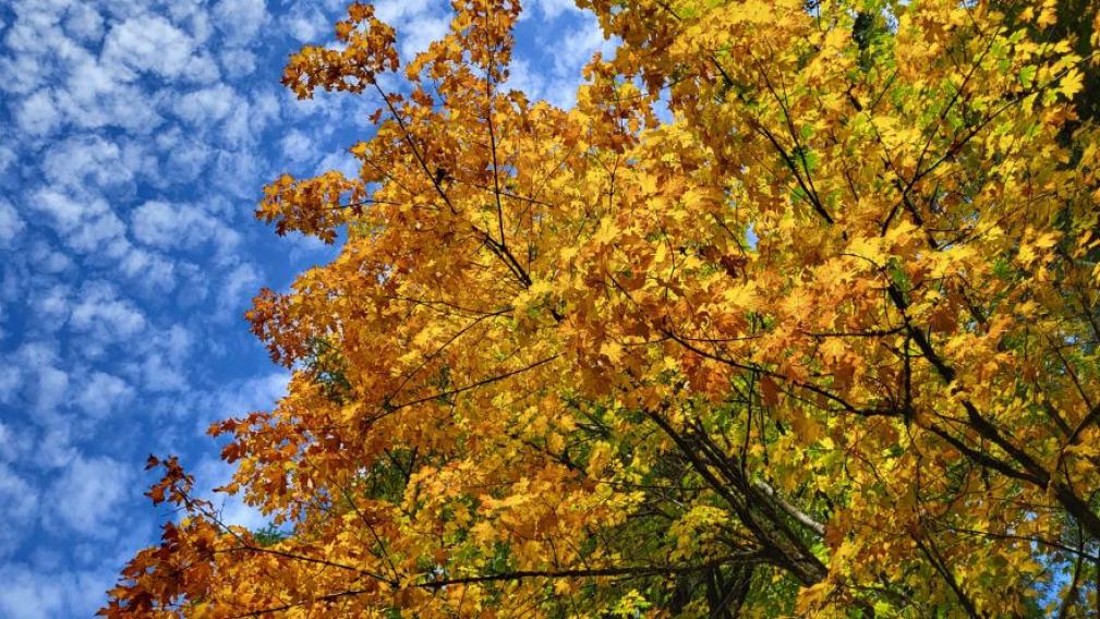 Yellowing leaves on a maple tree with a blue sky background 